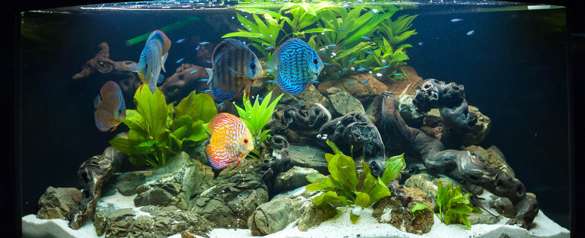 Fische fürs Aquarium