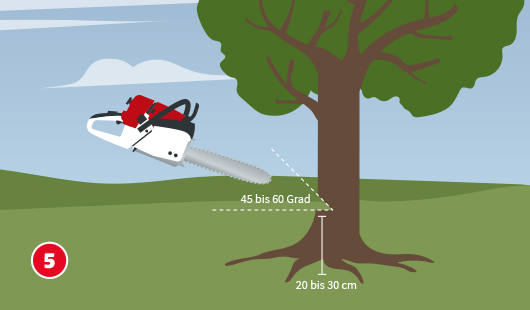 Baum im eigenen Garten fällen So geht‘s hagebau.de