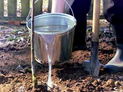 Eimer Wasser gießt Baum