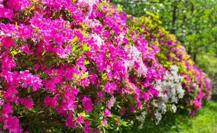 Üppig blühender Rhododendron in kräftigem Pink und Weiß an einem sonnigen Frühlingstag im Garten.
