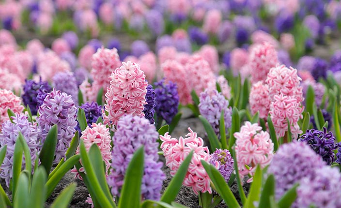 Blühende Hyazinthen in Rosa, Lila und Violett auf einem Blumenfeld im Frühling.