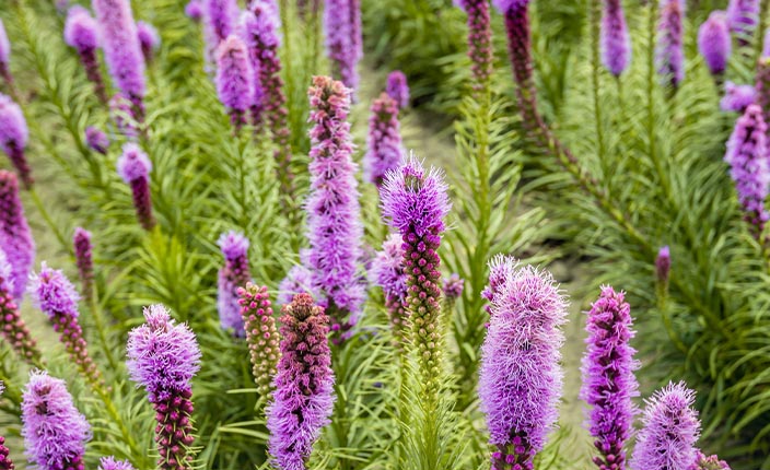 Zahlreiche violette Blütenähren der Prachtscharte ragen aus grünen, grasähnlichen Stängeln empor.