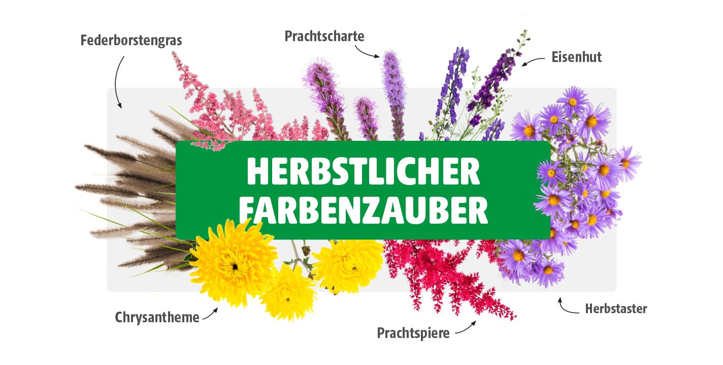 Collage verschiedener herbstlicher Pflanzen mit Federborstengras, Prachtspiere, Chrysanthemen, Prachtscharte, Eisenhut und Herbstastern vor weißem Hintergrund mit grünem Titelbalken „Herbstlicher Farbenzauber“