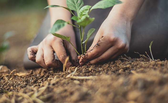 Jemand pflanzt einen Sätzling in die Erde