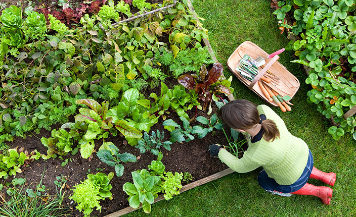 Frau arbeitet am Gemüsebeet und jätet Unkraut im gepflegten Gemüsegarten.