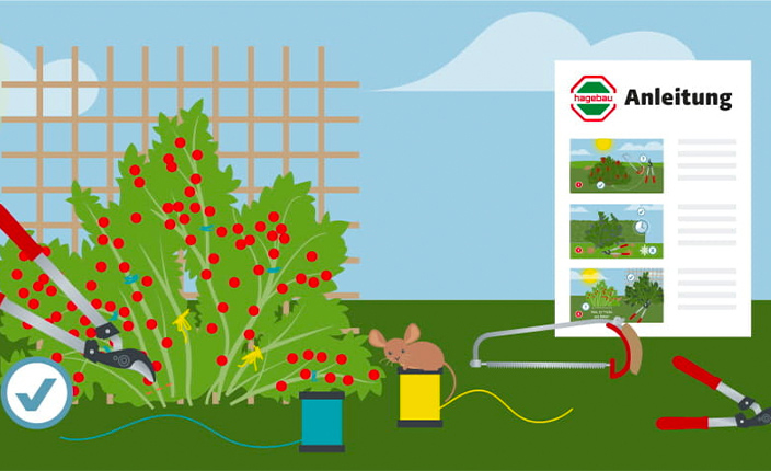 Illustration mit einer Heckenschere, roter Beerenhecke, Drahtrollen, Säge, Anleitung mit dem hagebau-Logo und einer kleinen Maus. Links unten ein rundes Symbol mit Häkchen.