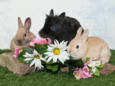 Drei Kaninchen, zwei beige und eines schwarz, sitzen auf Kunstrasen hinter einer künstlichen Blumen- und Steindekoration vor hellem Hintergrund.