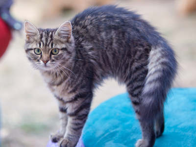 Katzen Kopf vielfältige weise 