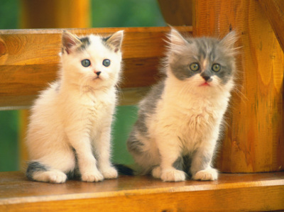 Zwei kleine Katzen
