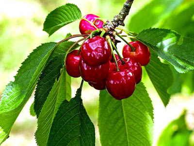 Rote Kirschen am Zweig mit grünen Blättern.