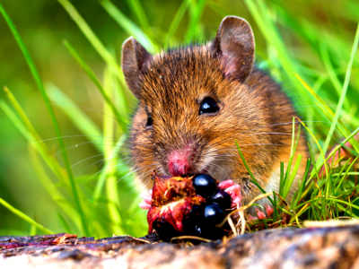 Maus beim Fressen