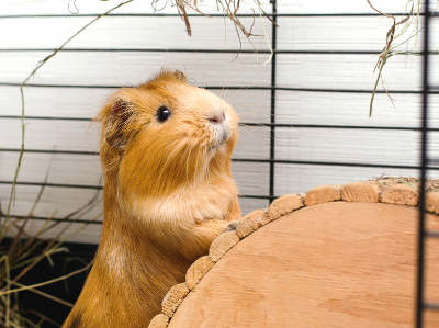 Meerschweinchen im Stall