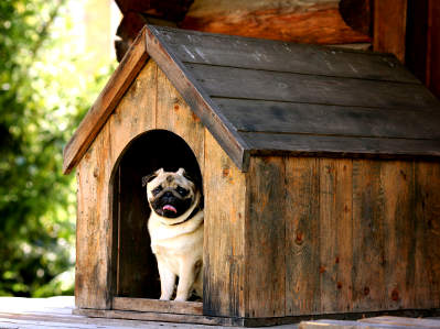 Mops in Hundehütte