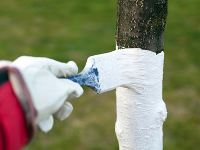 Baum wird mit Schutzmittel bemalt