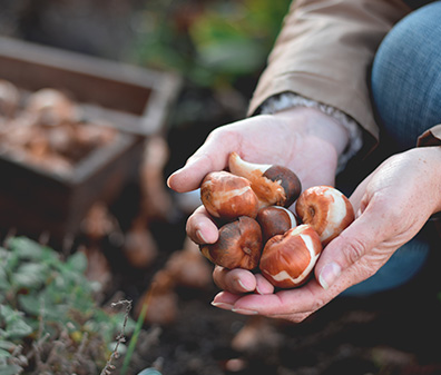 Eine Hand hält mehrere Blumenzwiebeln bereit zum Pflanzen im Garten.