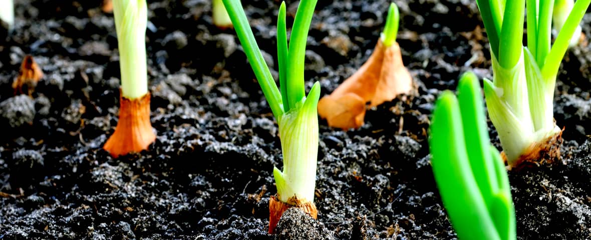 Blumenzwiebel in Erde gepflanzt