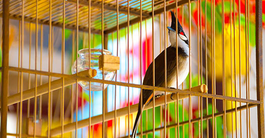 Vogelkäfig mit Bulbul