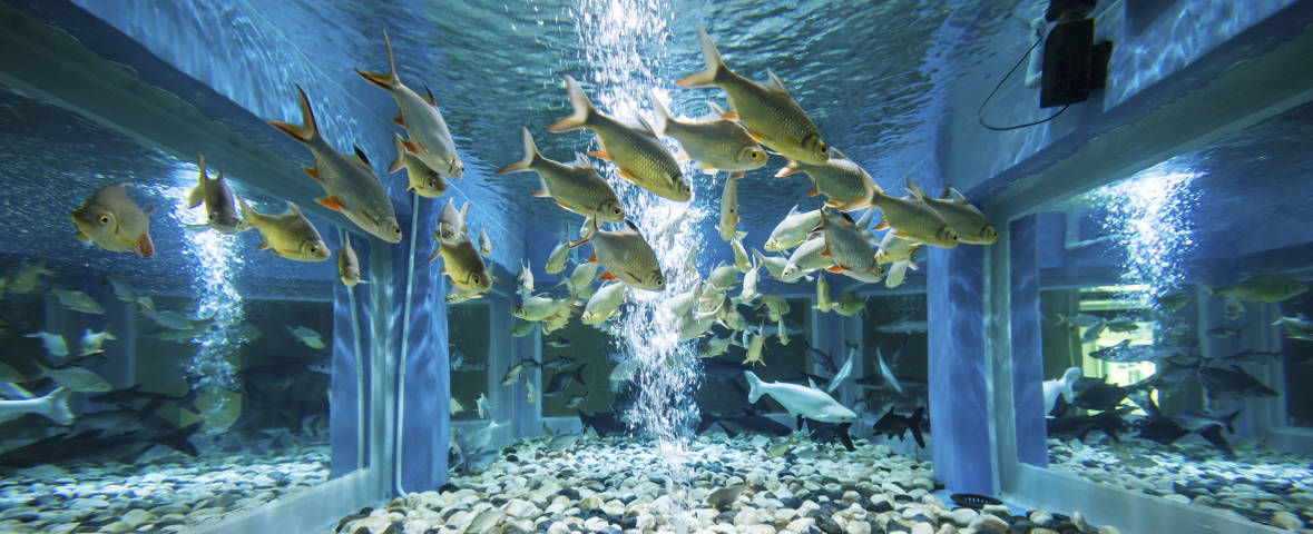 Ein Bild von einem großen Aquarium mit Fischen