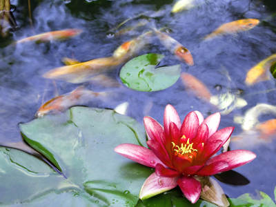 Mehrere orangefarbene Fische schwimmen unter der Wasseroberfläche eines Teichs mit grünen Seerosenblättern. Im Vordergrund blüht eine pinkfarbene Seerose.