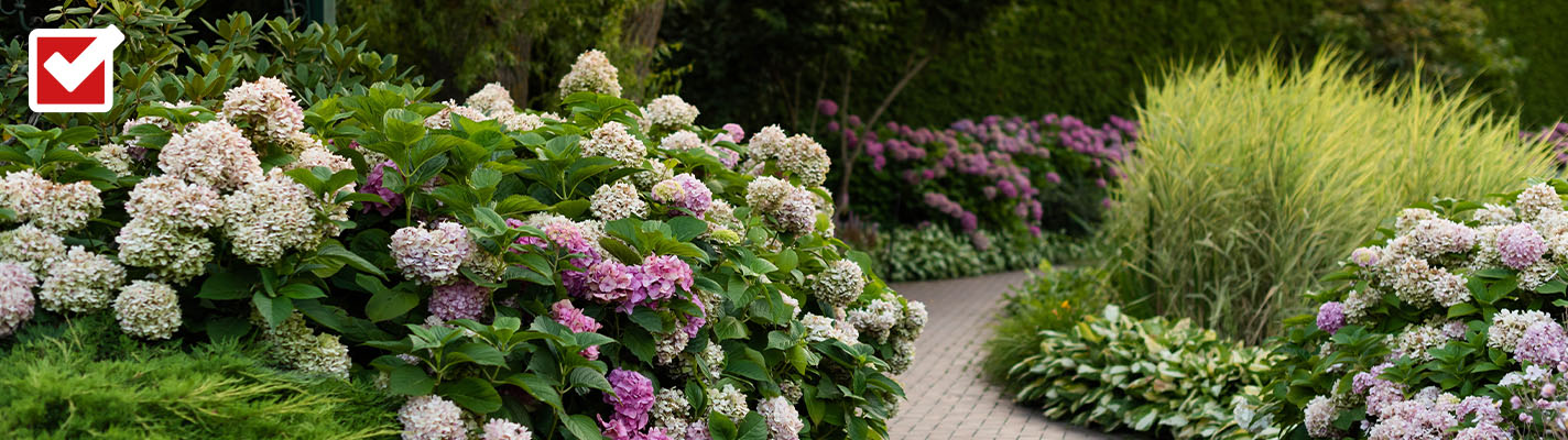 Ein geschwungener Gartenweg führt vorbei an üppig blühenden Hortensien in Rosa und Weiß sowie hohen Ziergräsern – oben links ist ein Häkchen-Symbol auf rotem Hintergrund zu sehen.