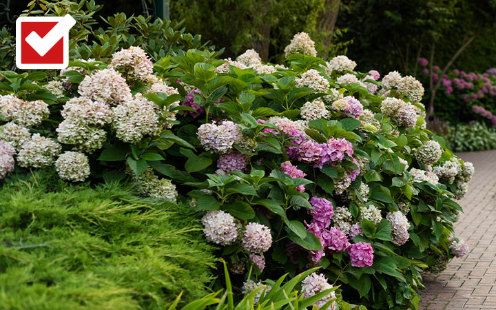 Ein geschwungener Gartenweg führt vorbei an üppig blühenden Hortensien in Rosa und Weiß sowie hohen Ziergräsern – oben links ist ein Häkchen-Symbol auf rotem Hintergrund zu sehen.