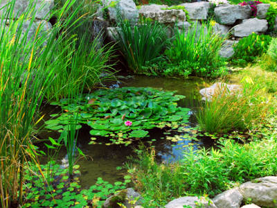 Ein naturnaher Gartenteich mit dichten Wasserpflanzen, Schwimmblättern und einer einzelnen rosa Seerosenblüte. Im Hintergrund ist eine Steinmauer mit üppiger Bepflanzung zu sehen.