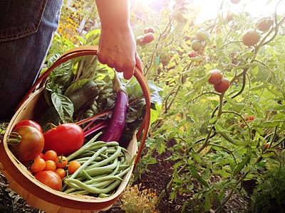 Eine Person hält einen vollen Erntekorb mit frisch geerntetem Gemüse, darunter Tomaten, Bohnen, Mangold und eine Aubergine. Im Hintergrund wachsen Tomatenpflanzen im Beet