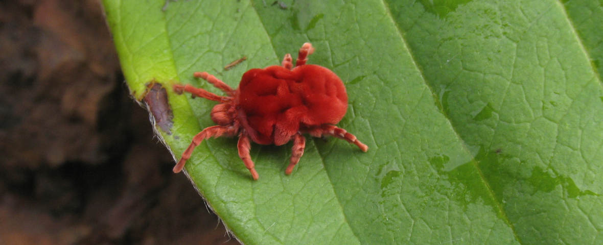 Eine auffällig rote Grasmilbe krabbelt über ein grünes Blatt. Das Tier ist stark vergrößert zu sehen und hebt sich deutlich vom Hintergrund ab