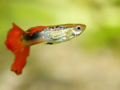 Guppy Aquarium Fisch