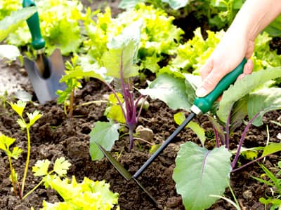 Eine Person lockert mit einem kleinen Handhacken das Erdreich zwischen jungen Gemüsepflanzen. Im Vordergrund wachsen Kohlrabi und Salat, im Hintergrund ist weiteres Gartenwerkzeug zu sehen