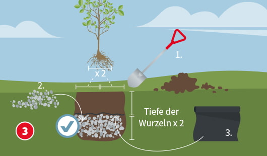 Buche pflanzen schritt 3