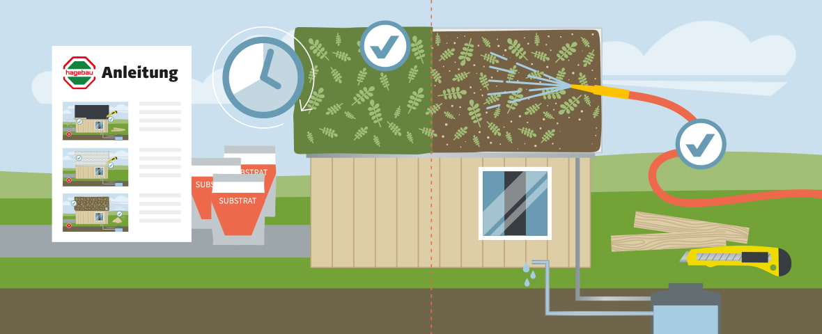 Eine schematische Darstellung zeigt die Dachbegrünung eines Gartenhauses in zwei Hälften: links das bereits eingewachsene Gründach mit Pflanzen und Uhrensymbol für den Zeitverlauf, rechts das frisch bepflanzte Dach, das mit einem Gartenschlauch bewässert wird. Zwei Häkchen-Symbole markieren die korrekte Umsetzung. Im Vordergrund links liegen Substratsäcke, rechts Holzlatten und ein Cuttermesser. Links am Rand ist eine Anleitung mit drei bebilderten Schritten abgebildet