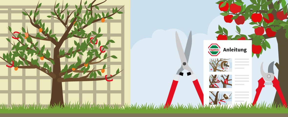 Eine schematische Darstellung zeigt einen Obstbaum im Garten, dessen Äste mit roten Schnittmarkierungen versehen sind. Im Vordergrund liegen zwei Gartenscheren, daneben eine bebilderte Anleitung mit mehreren Schrittdarstellungen zum fachgerechten Obstbaumschnitt. Rechts ist ein Apfelbaum zu sehen