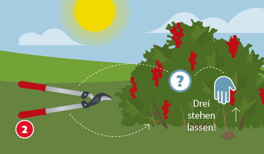 Johannisbeeren zurückschneiden Schritt 2