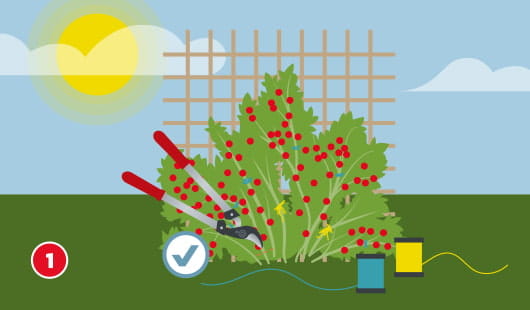 Himbeersträucher zurückschneiden Schritt 1
