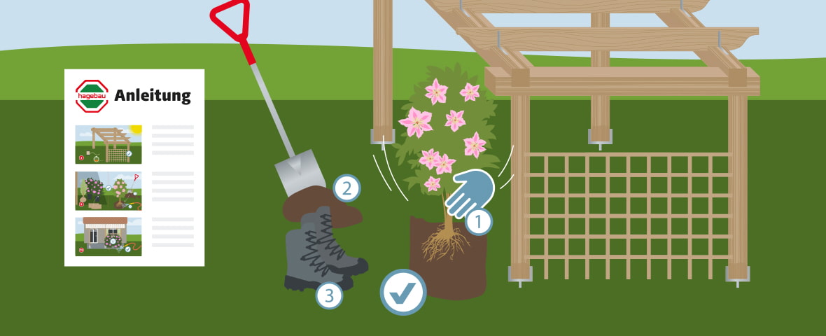 Illustration zur Pflanzung einer Kletterpflanze an einer Pergola: Eine Pflanze mit freigelegtem Wurzelballen wird vorbereitet (1), daneben stehen Spaten (2) und feste Schuhe (3). Links eine Schritt-für-Schritt-Anleitung von hagebau mit Bildern