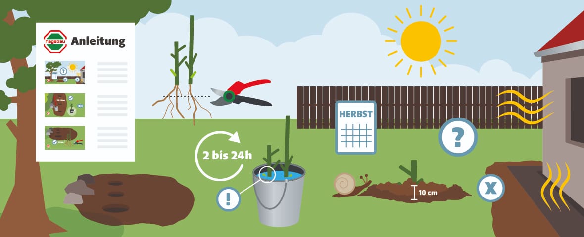 Eine schematische Darstellung zeigt die einzelnen Schritte zum Pflanzen wurzelnackter Rosen. Links oben ist eine hagebau-Anleitung mit drei bebilderten Etappen abgebildet. Darunter befindet sich ein ausgehobenes Pflanzloch. In der Mitte wird eine Rose mit zurückgeschnittenen Trieben gezeigt, deren Wurzeln mit einer Schere gekürzt wurden. Ein Eimer mit Wasser symbolisiert das Wässern für 2 bis 24 Stunden. Weitere Symbole zeigen den optimalen Pflanzzeitpunkt im Herbst, einen Abstand von 10 cm zur Erde, den Schutz vor Hitzeeinwirkung am Haus sowie eine Schnecke als Hinweis auf mögliche Gefahren