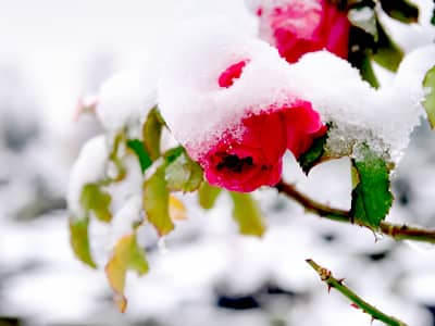 Rose mit Schnee bedeckt