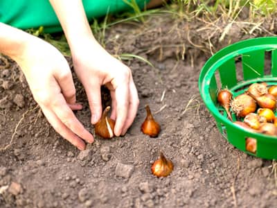 Blumenzwiebeln werden gepflanzt