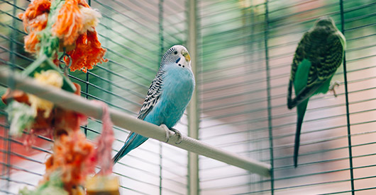 Ein blauer und ein grüner Wellensittich befinden sich in einem Käfig. Der blaue Vogel sitzt auf einer Stange im Vordergrund, während der grüne am Gitter im Hintergrund hängt. Links ist farbiges Käfigspielzeug zu sehen.