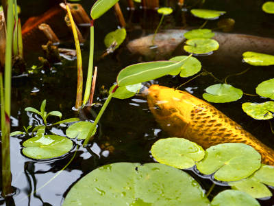 Gelber Koi im Teich