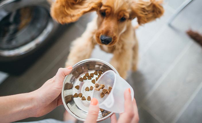 Hundefutter