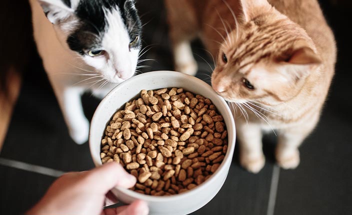Katzenfutter