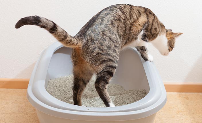 Katzenstreu
