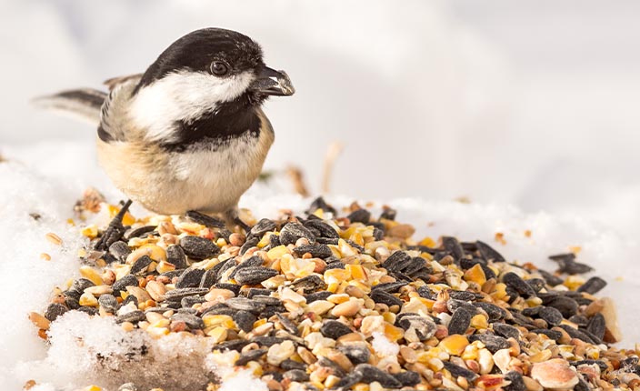 Vogelfutter