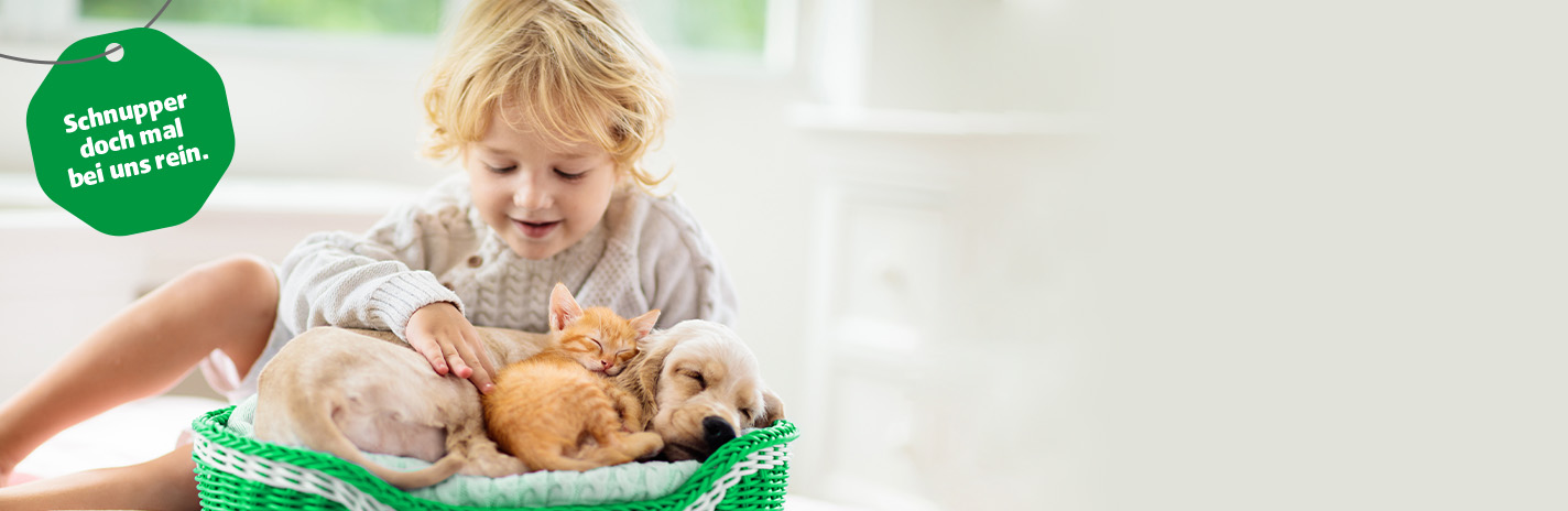 Kleines Kind streichelt Babykatze und Hund