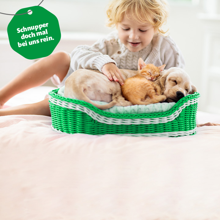 Kleines Kind streichelt Babykatze und Hund