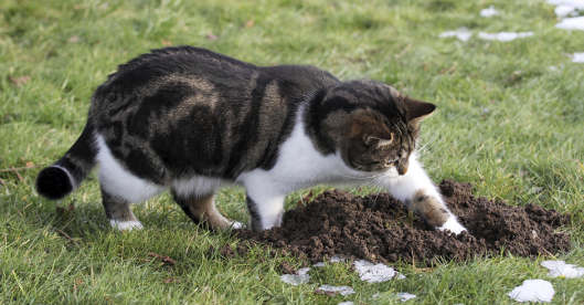 Katze sucht Maulwurf