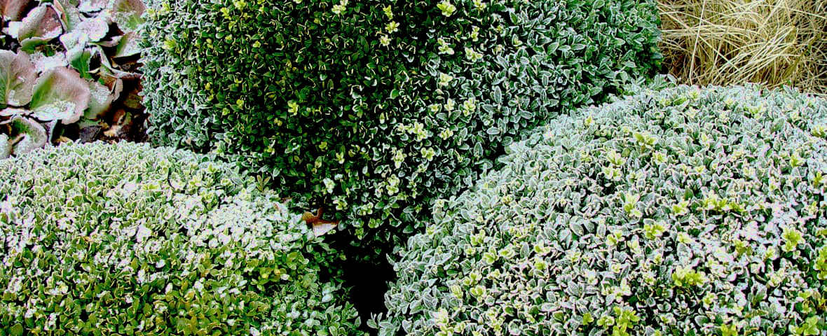 Kokos-Abdeckscheibe Blume grün Winterschutz Pflanzen