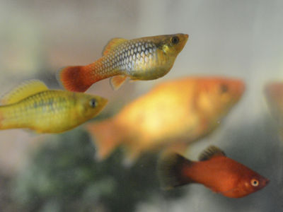 Mehrere bunte Platyfische in Gelb, Rot und Orange schwimmen im Aquarium vor unscharfem Hintergrund